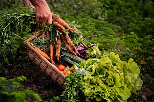 Groenten - Volwassen (Benedenveld)