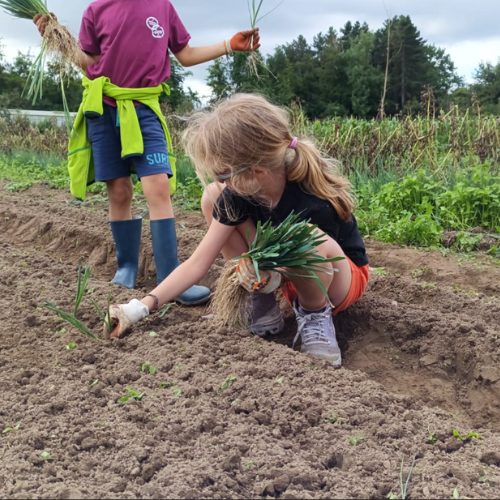 Kinderen tot 12 jaar • Groenten (Benedenveld)